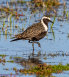 The lost American golden plover that somehow wound up at Melbourne’s Western Treatment Plant.