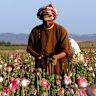 The world’s opium is sourced from Afghanistan, where production has surged.