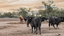 China slaps 55 per cent tariff on Australian beef after import quota exhausted
