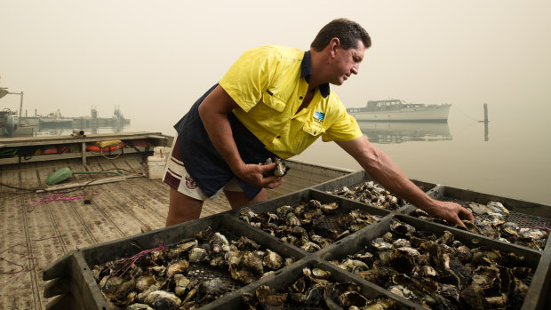 Oyster farmer Bruce Alford, in Mooney Mooney on the Hawkesbury River, takes part in the breeding program.