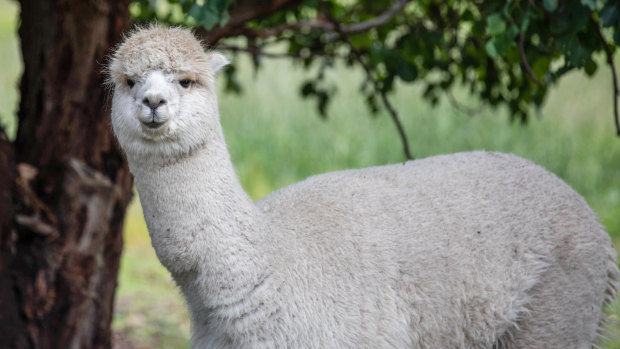 The alpacas in Bairnsdale.