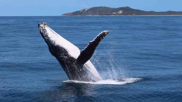 Whales frolic off Moreton Island.