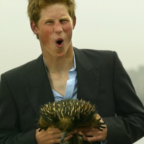 Prince Harry with the echidna that  spawned his nickname, Spike.