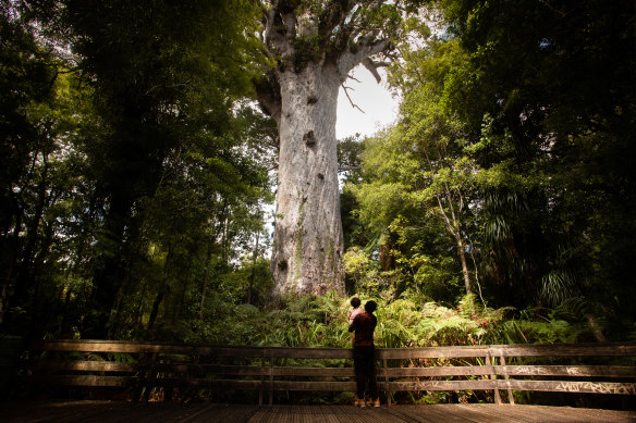 Tourists visit Tāne Mahuta, the largest known kauri tree, in Waipoua Forest in New Zealand.