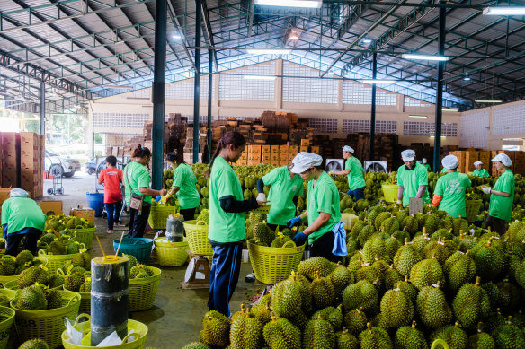 Durian has become a key export for Malaysia.