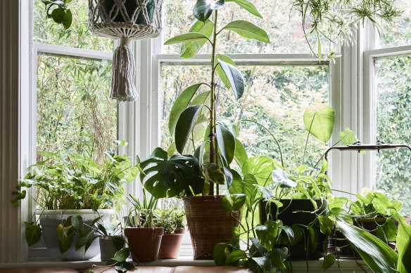 Indoor plants are perfect for those whose homes don't have gardens.