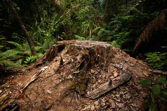 A tree killed by kauri dieback in Waipoua Forest. Tāne Mahuta, an ancient tree named after the god of forests in Māori mythology, is threatened by the slow creep of the incurable disease.