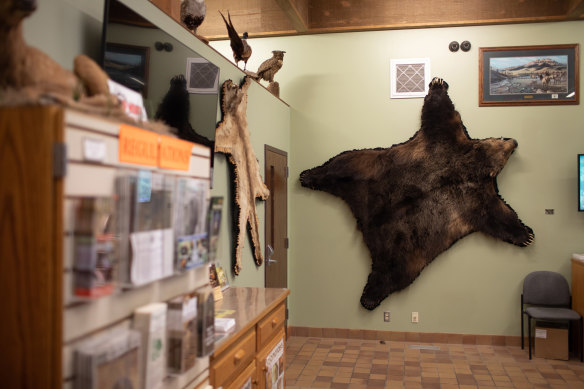 ‘A fed bear is a dead bear’: A grizzly bear hide hangs from the wall at the Montana Fish, Wildlife & Parks department office in Missoula, Montana.