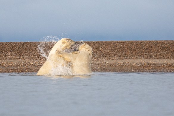 Bear ballet… they are the animals most visitors want to see.