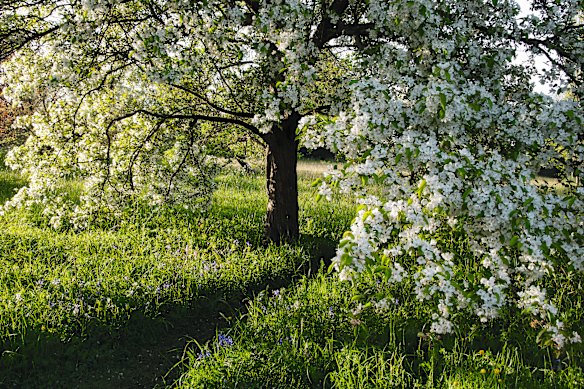 Great Dixter in the UK has become a model for garden biodiversity.