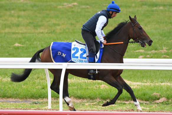 Danceteria stretches his legs during International Spring Contenders trackwork at Werribee Racecourse. 
