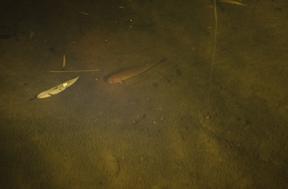 Shaped almost like leaves, the climbing galaxias fish have survived against the odds in the Manly Dam creeks. The galaxias line goes back at least 60 million years.