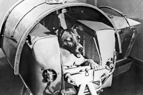 Canine cosmonaut Laika rests comfortably inside the Soviet satellite Sputnik 2 before being blasted into orbit in 1957.