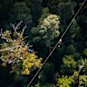 The state has backed a development near Springbrook hoping to create the country’s longest zipline.