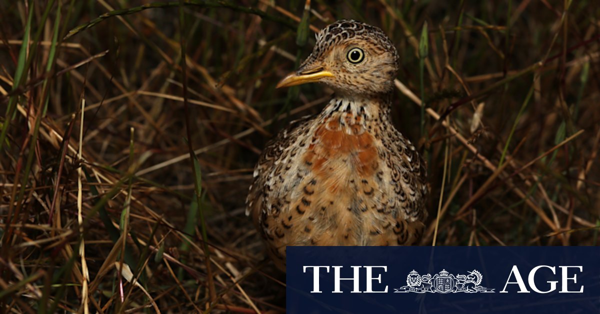 'Tiny feet poking out': Breeding boom for rare plains wanderer - Vimarsana News