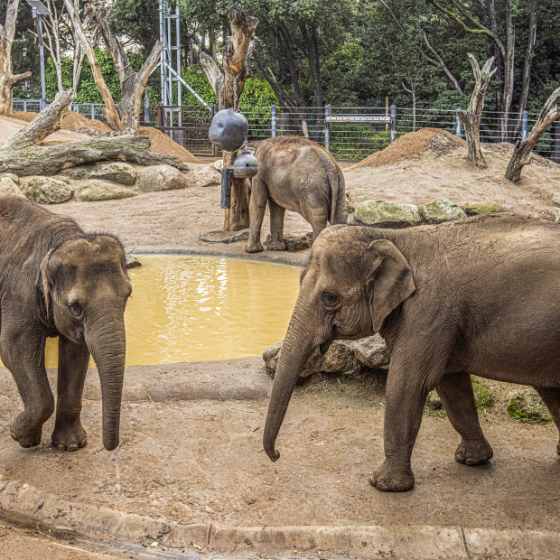 Female elephants at the Melbourne Zoo. 