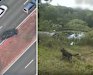 Composite: Police have released vision in relation to an alleged dangerous driving incident in the Moreton District yesterday, 23 July. Police dog Stryker was deployed in the search when the men fled the vehicle.