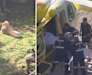 Lions at Darling Downs Zoo on Sunday after a woman was mauled earlier that morning; (right) the woman was airlifted to hospital after suffering an animal bite.