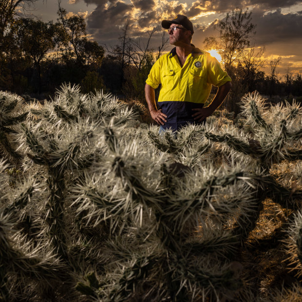 Local council weeds officer Mat Savage surrounded by Hudson pear on a property near Lightning Ridge,
NSW. “It’s a disaster,” he says.