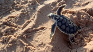 Female hatchlings can grow to weigh between 50kg and 125kg.