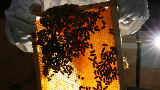 Warning over impact of alleged fake honey on Australia's bees and crops