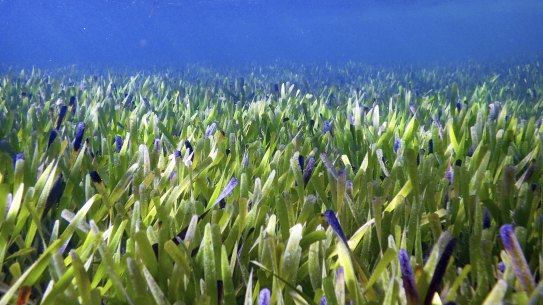 A seagrass meadow in Shark Bay of Posidonia australis which is believed to be a single plant covering 200 square kilometres making it the largest plant in the world.