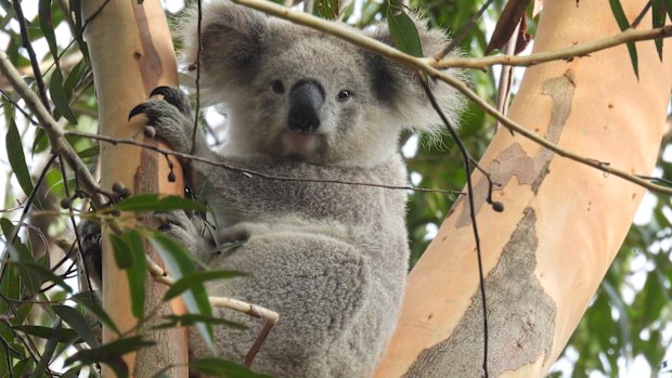Will a new national park protect Sydney’s chlamydia-free koalas?