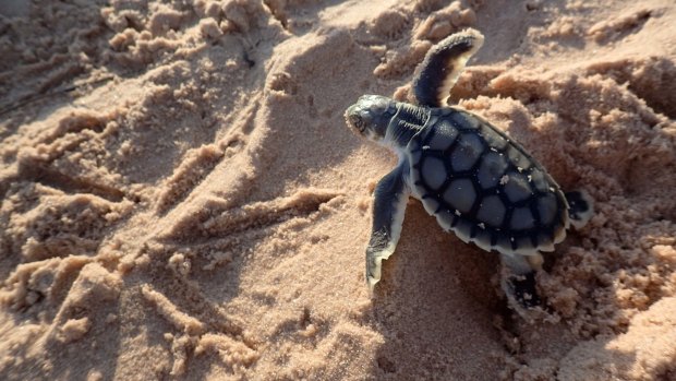 Australia’s own ‘special’ sea turtle at stake with nests under threat