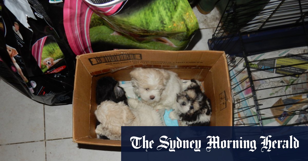 Lifetime ban urged for Perth puppy farmer with 'dreadful history' of animal cruelty - Vimarsana News