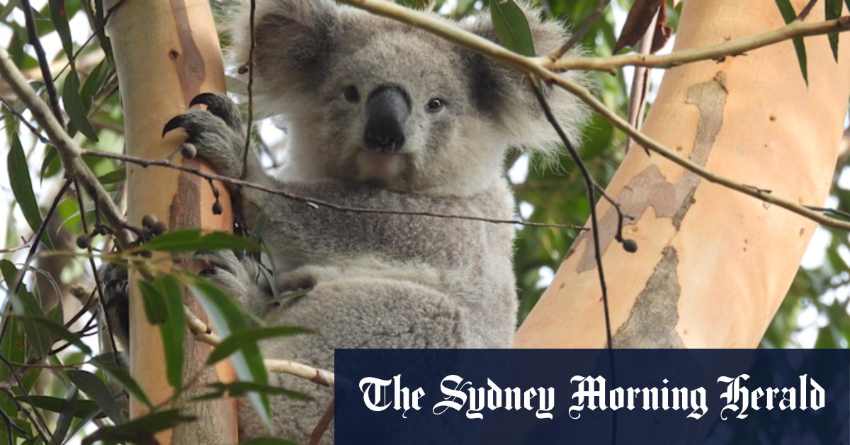 Will a new national park protect Sydney’s chlamydia-free koalas?