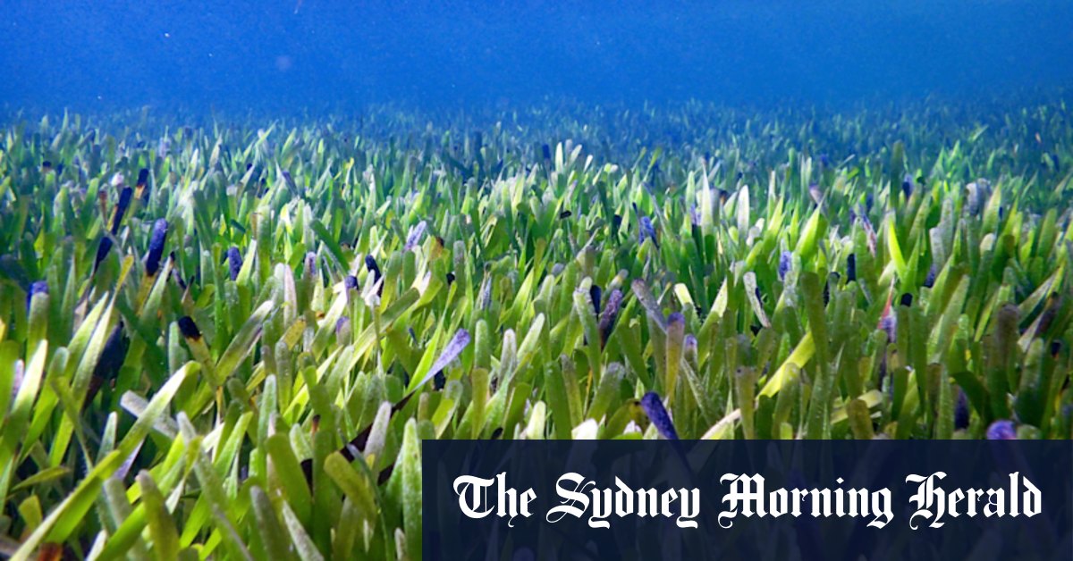 Self-cloning Shark Bay seagrass takes title of world's largest plant - Vimarsana News