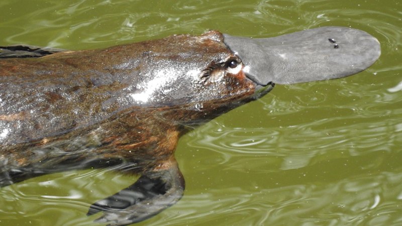 Cod hotels and 200,000 trees: The $30m plan to clean up our waterways