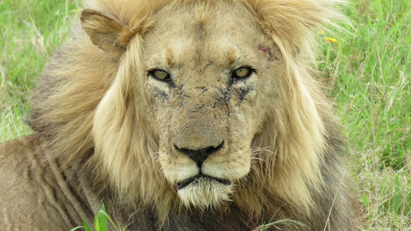 Lion kills 14-year-old girl in Nairobi