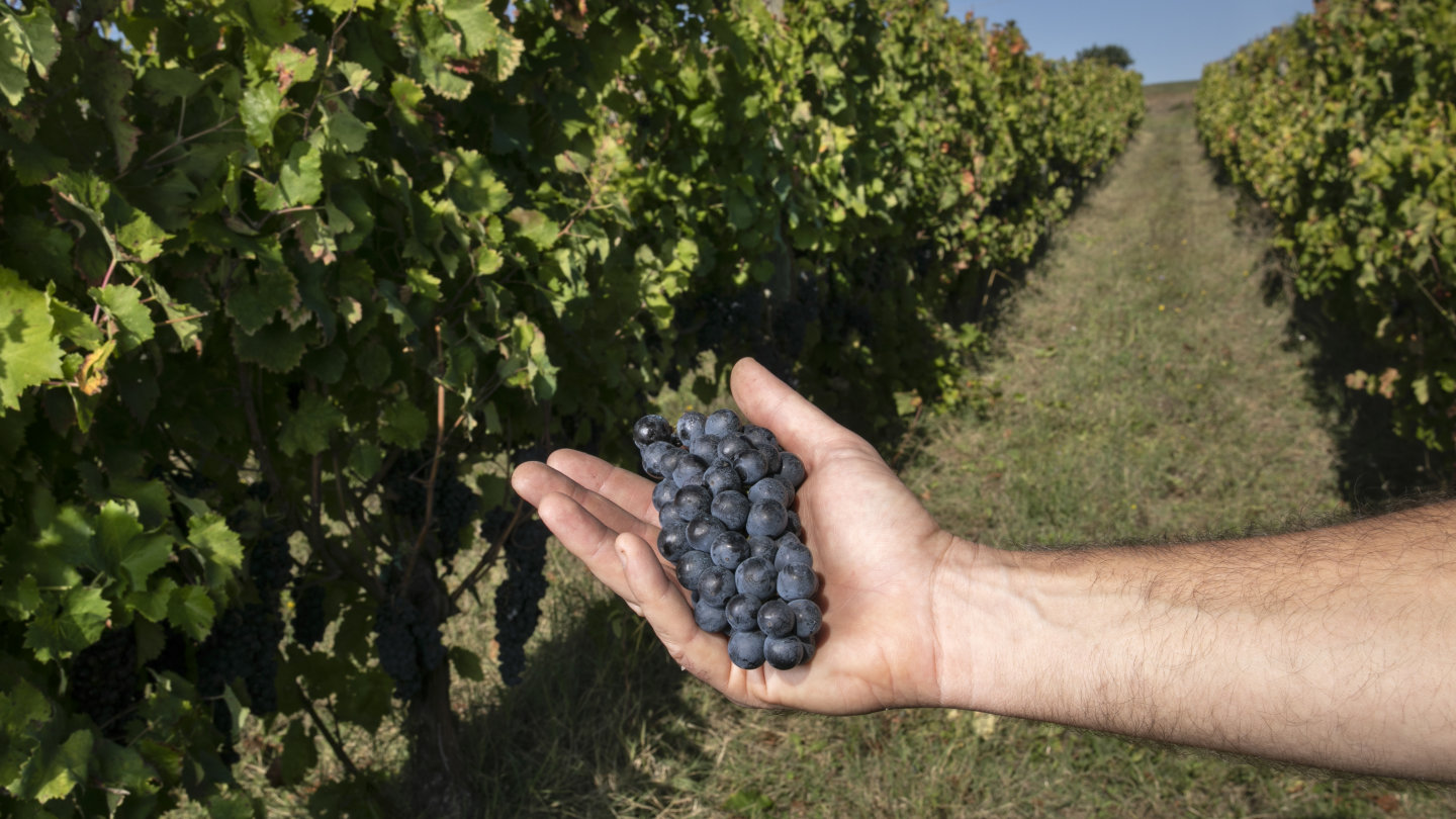 On The Trail Of Sagrantino From Mclaren Vale To Umbria