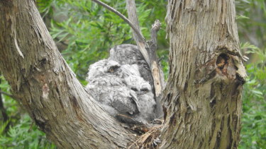 Tawny frogmouths in the photographer's garden. Further photographs may be found at 500px.com/judybarnes1