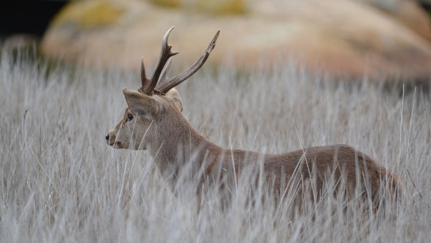 Hog deer at Tidal River on Wilsons Promontory. 