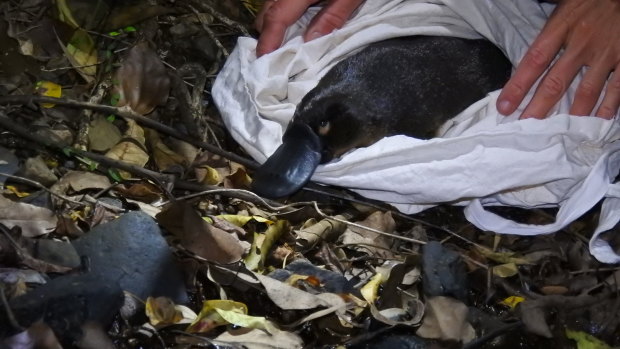 Wildlife Queensland is warning Brisbane's native platypus population is at risk, with the animals disappearing from a number of areas.