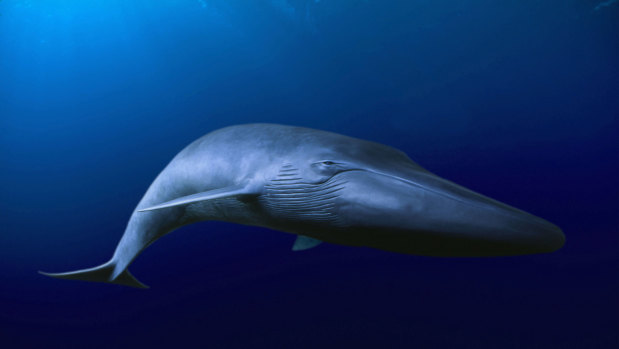 A new population of the largest mammal on earth has been discovered in the Indian Ocean. 