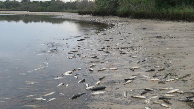 Thousands of dead fish strewn along Tallow Creek, near Byron Bay, after a mass kill on June 15.