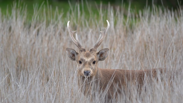 A hog deer, photographed at Tidal River.