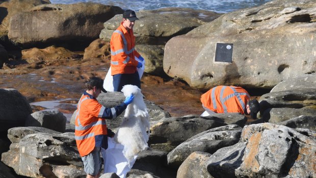 Council workers and SES collect debris near Gordons Bay.