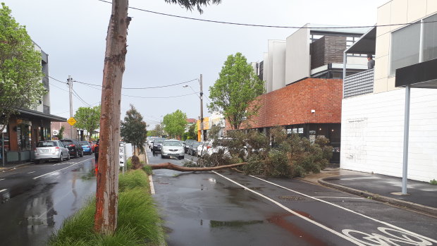 A tree has fallen down in Victoria Street, Seddon, blocking traffic on the busy shopping strip. 