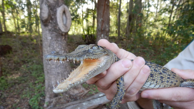 A Department of Environment employee helps rescue a crocodile that was found near a park in Chermside.