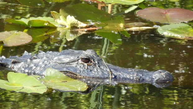 An alligator in the Florida Everglades.