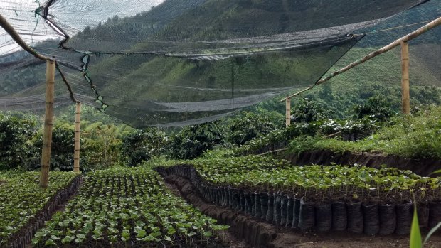 Sixty-day-old coffee seedlings of the Cenicafe 1 variety, at a plantation outside Chinchina, Caldas, Colombia. They will be planted in their final locations in the field after six months. 
Cenifcafe 1 is a new variety developed to be resistant to the Coffee Berry Borer Beetle (Coffee Rust). 