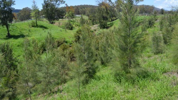 Laidley Creek was restructured and re-planted with deep-rooted eucalypts, wattles and casuarinas.