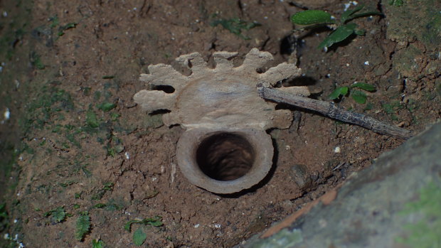 An example of the distinctive burrow created by the Euoplos crenatus trapdoor spider