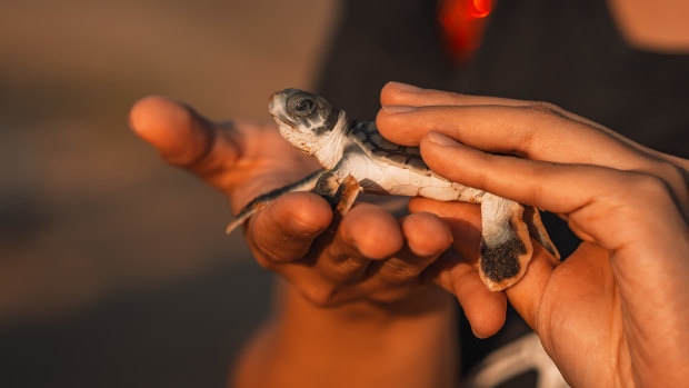 A hatchling gets a hand into the sea.