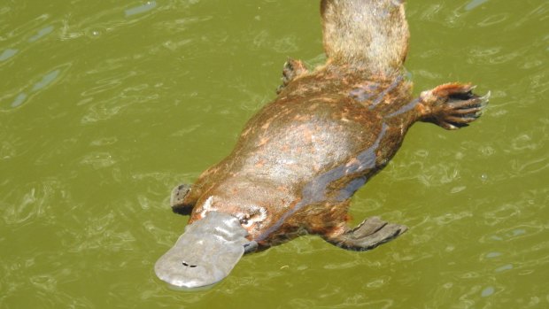 The platypus is listed as "near-threatened" on the International Union for Conservation of Nature Red List.