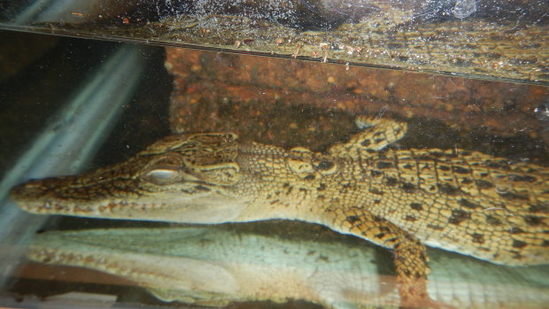 The crocodile is recovering in a facility in Moggill.